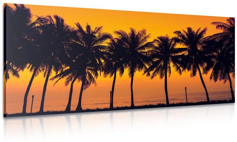 Obraz západ slnka nad palmami Varianta: 100x50