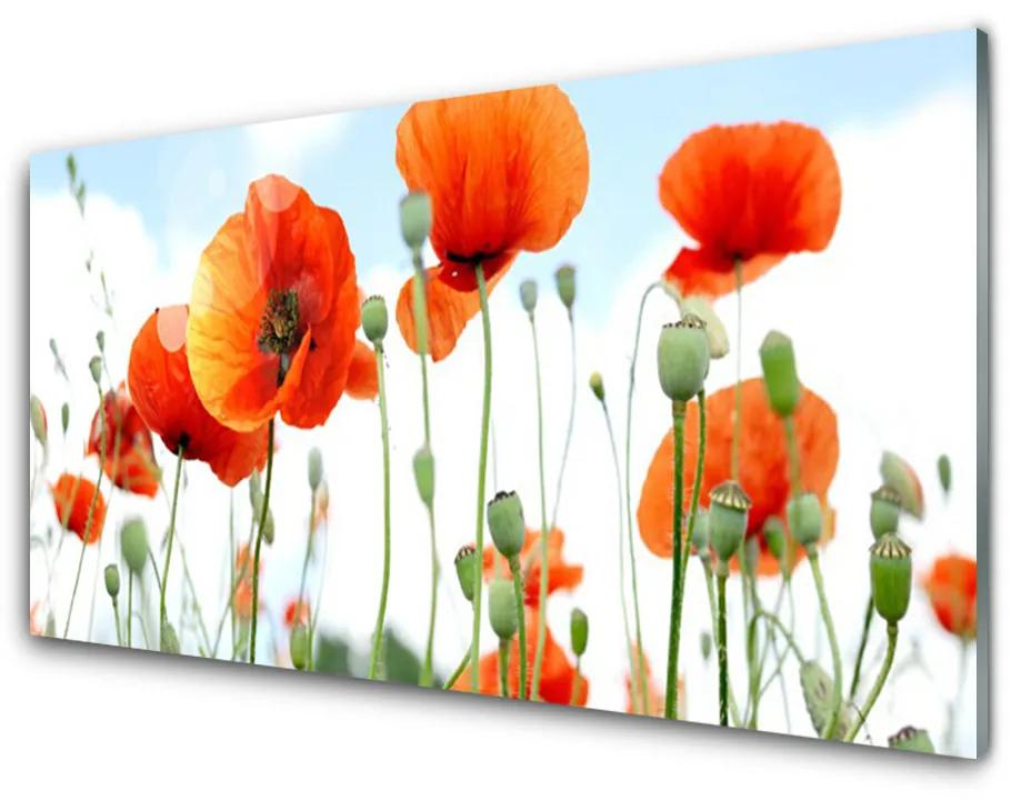 Obraz plexi Kvety maky lúka pole príroda 100x50cm