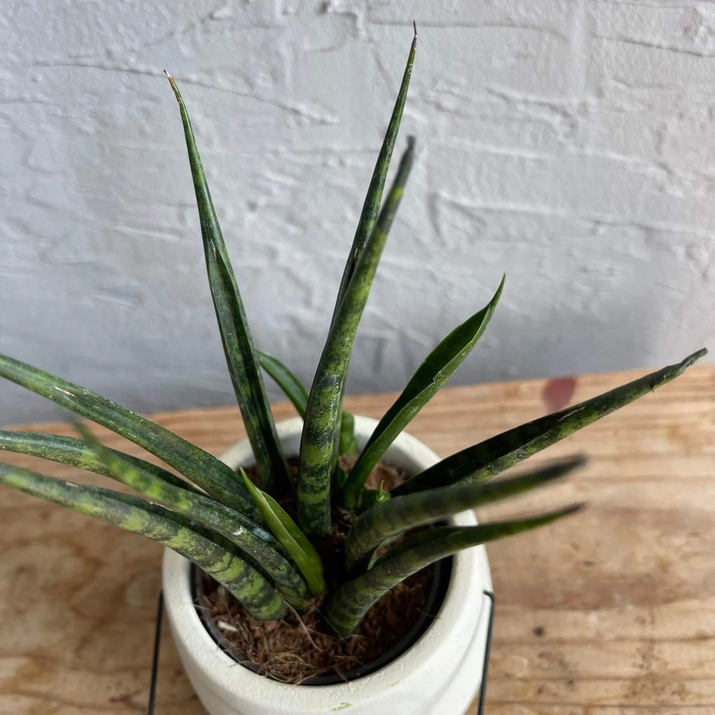 Sansevieria Svokrine jazyky Fernwood baby