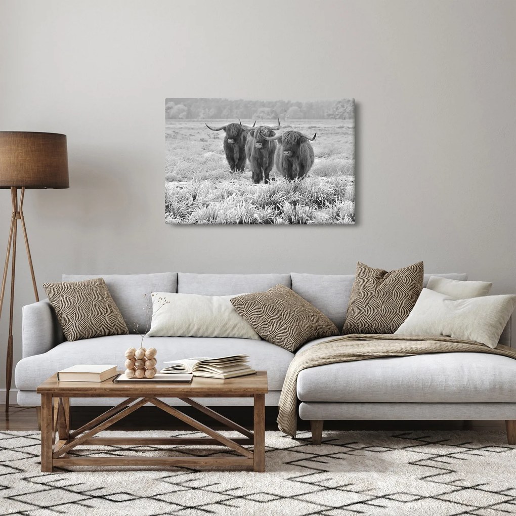 Obraz - Škótske kravy, čiernobiela (90x60 cm)