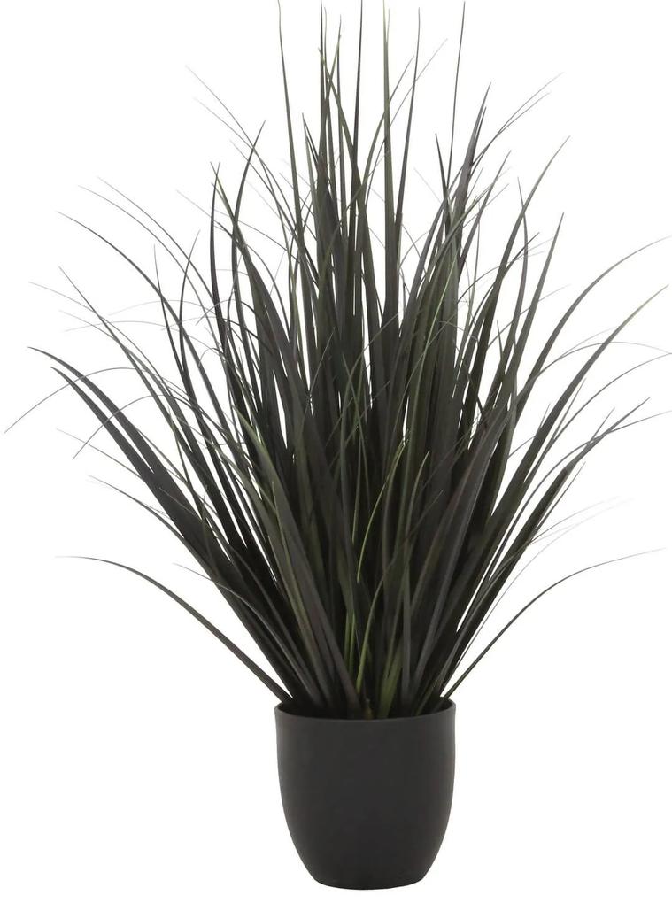 Čierna ozdobná tráva v kvetináči 75cm