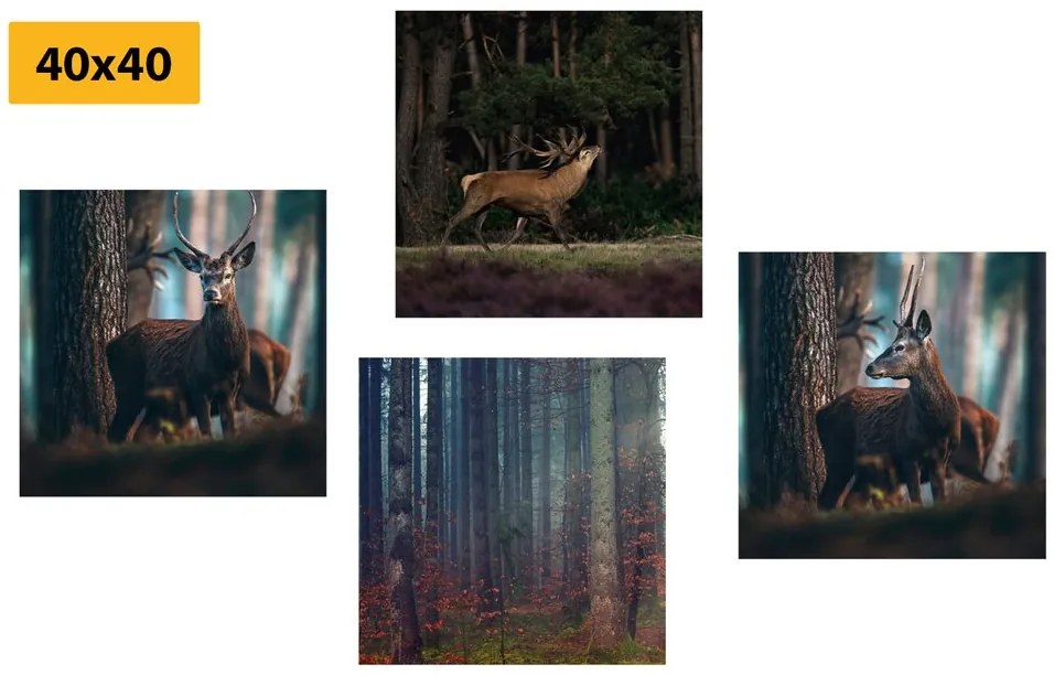 Set obrazov čaro lesných zvierat Varianta: 4x 40x40
