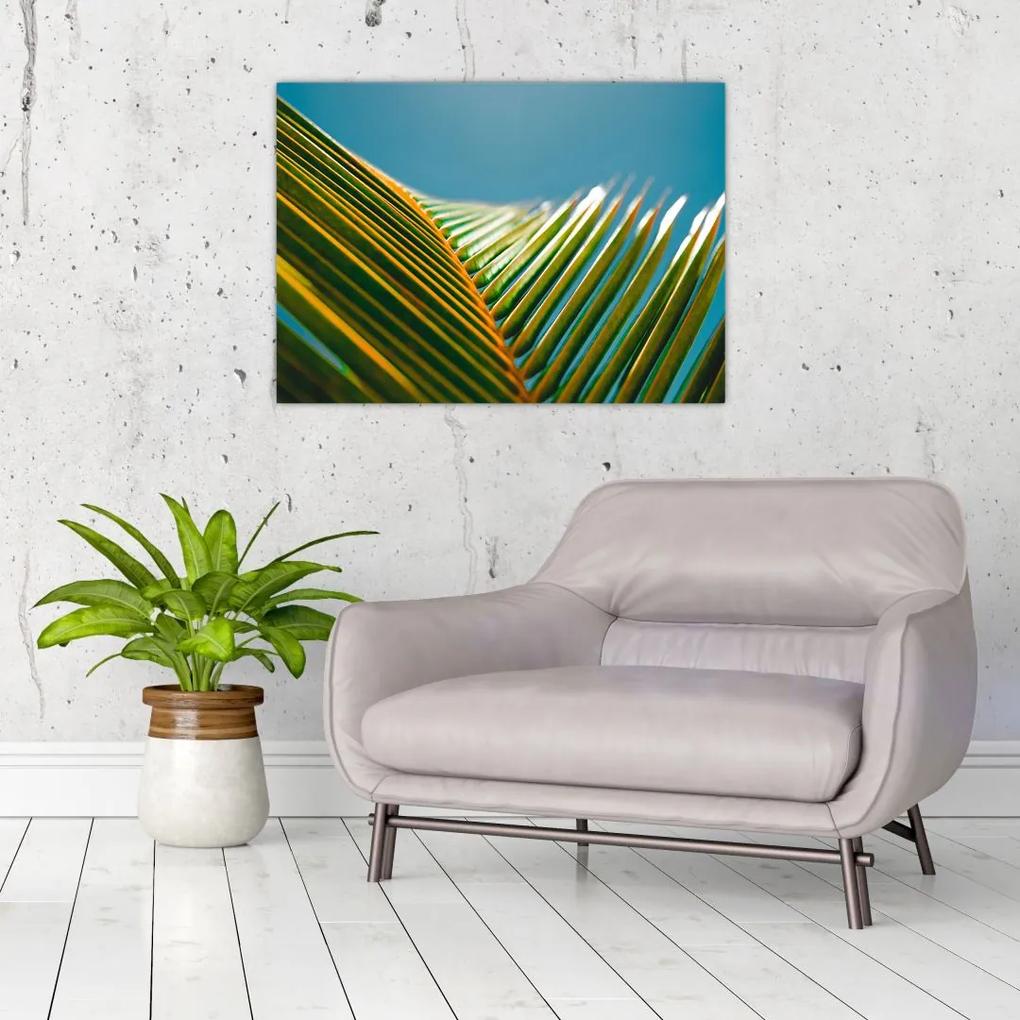 Sklenený obraz - Detail palmového listu (70x50 cm)