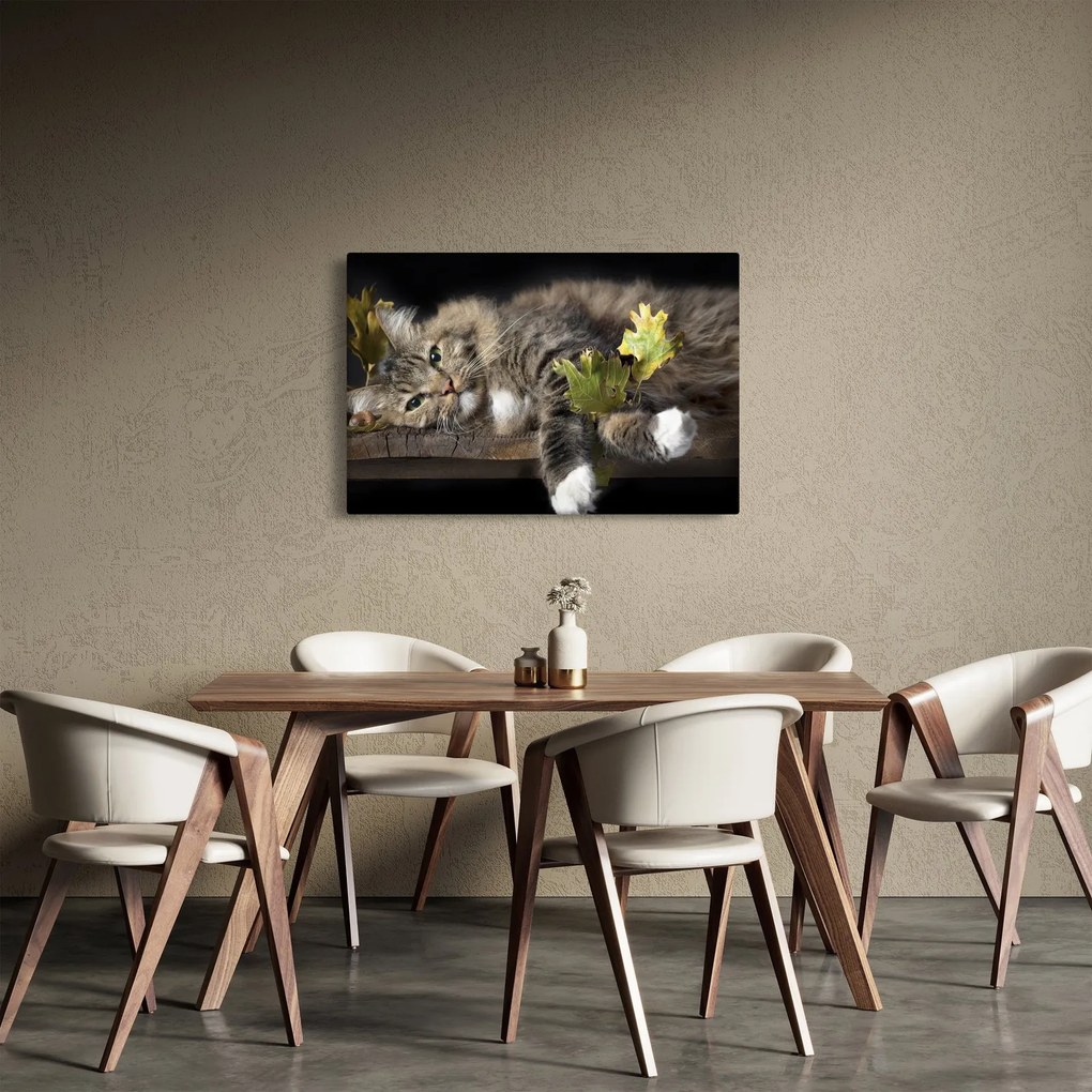 Obraz - Ležiaca mačka (90x60 cm)
