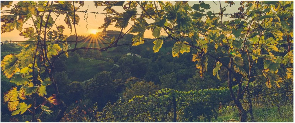 Obraz - Vinice (120x50 cm)