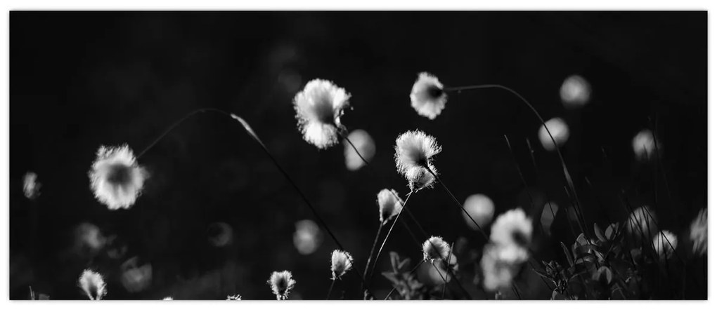 Obraz - Lúka s cottongrass N⁰1 (120x50 cm)