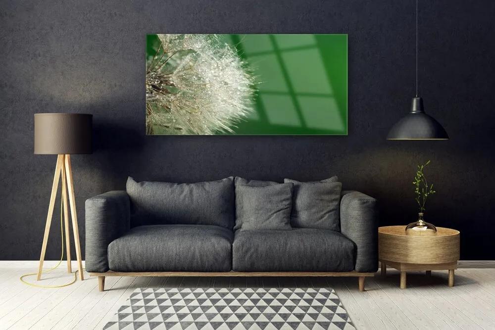 Obraz na akrylátovom skle Púpava rastlina 120x60 cm