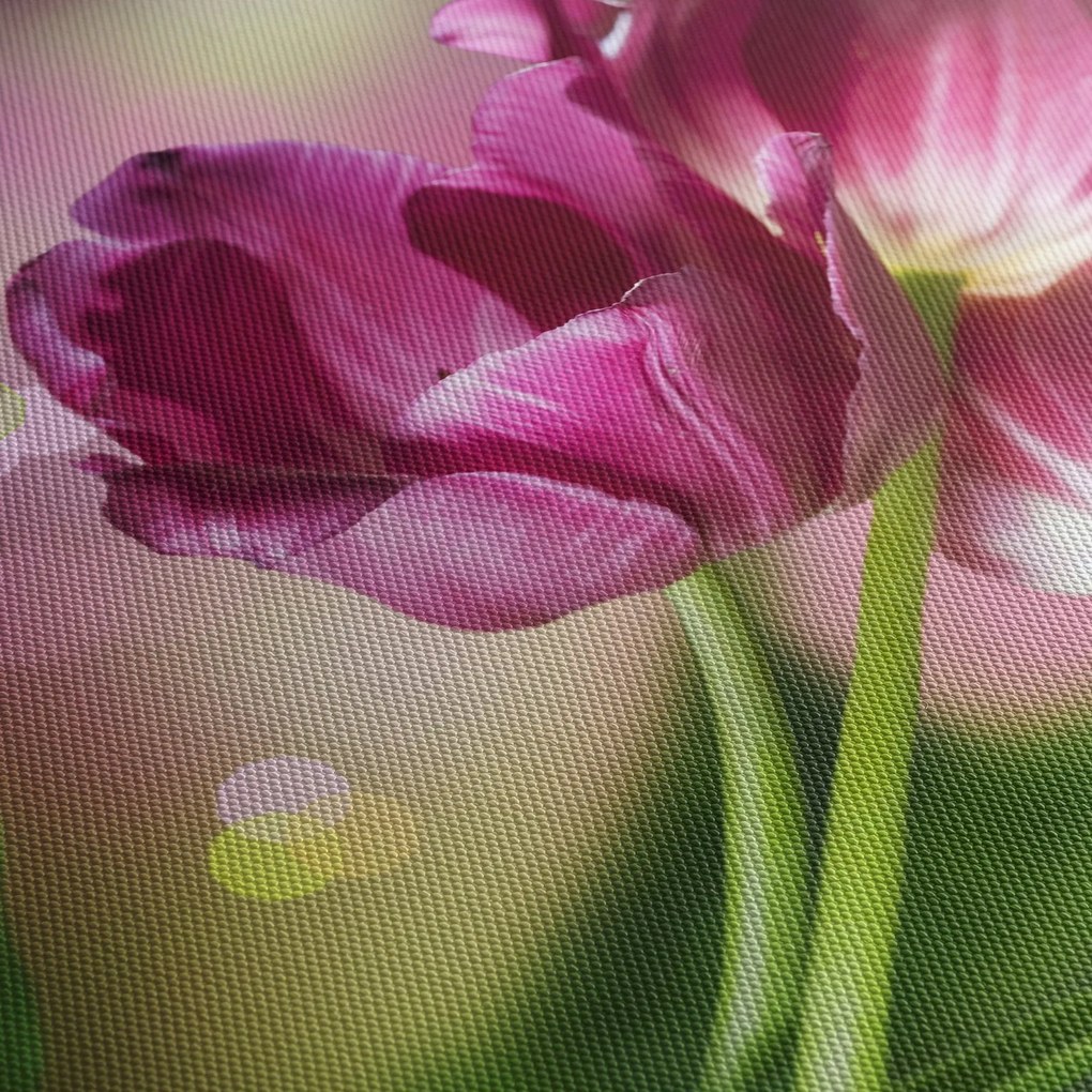 Obraz ružových tulipánov (70x50 cm)