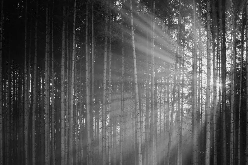 Fototapeta slnko za stromami v čiernobielom - 225x150