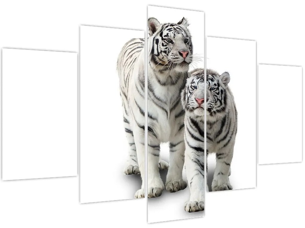 Obraz - Biely tiger (150x105 cm)