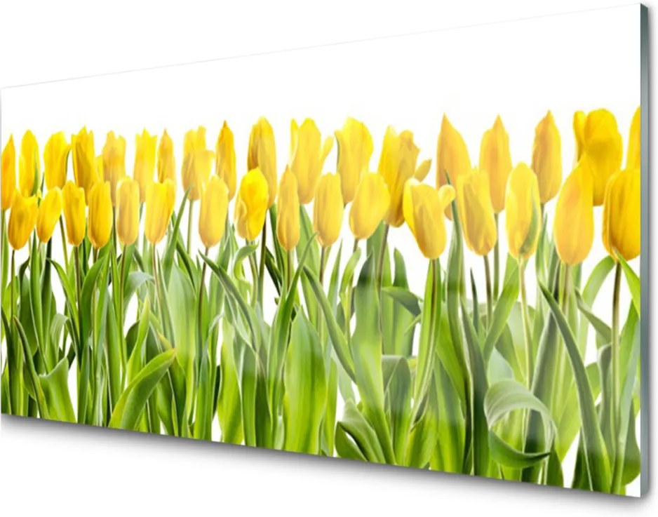 Skleněný obraz Tulipány květiny příroda