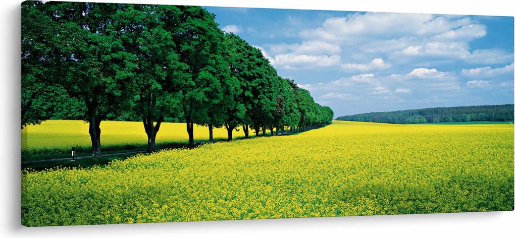 Obraz poľa s alejou (120x50 cm)