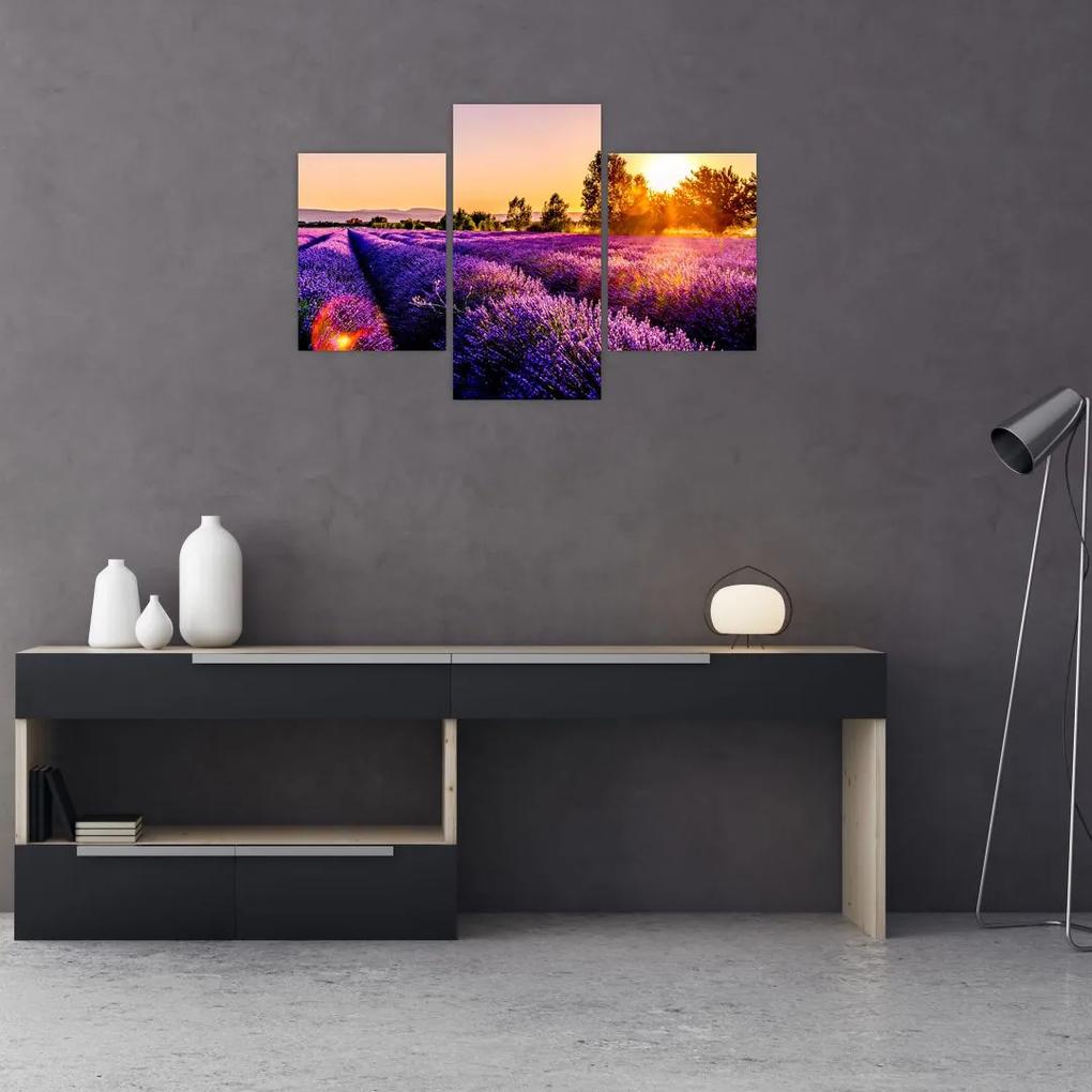Obraz levanduľového poľa (90x60 cm)