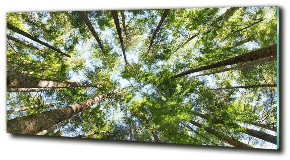 Foto obraz sklo tvrdené Koruna stromov cz-obglass-125x50-119047799