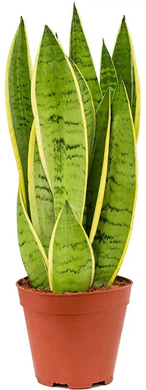 Sansevieria trifasciata White Snow 4/tray 14x45 cm