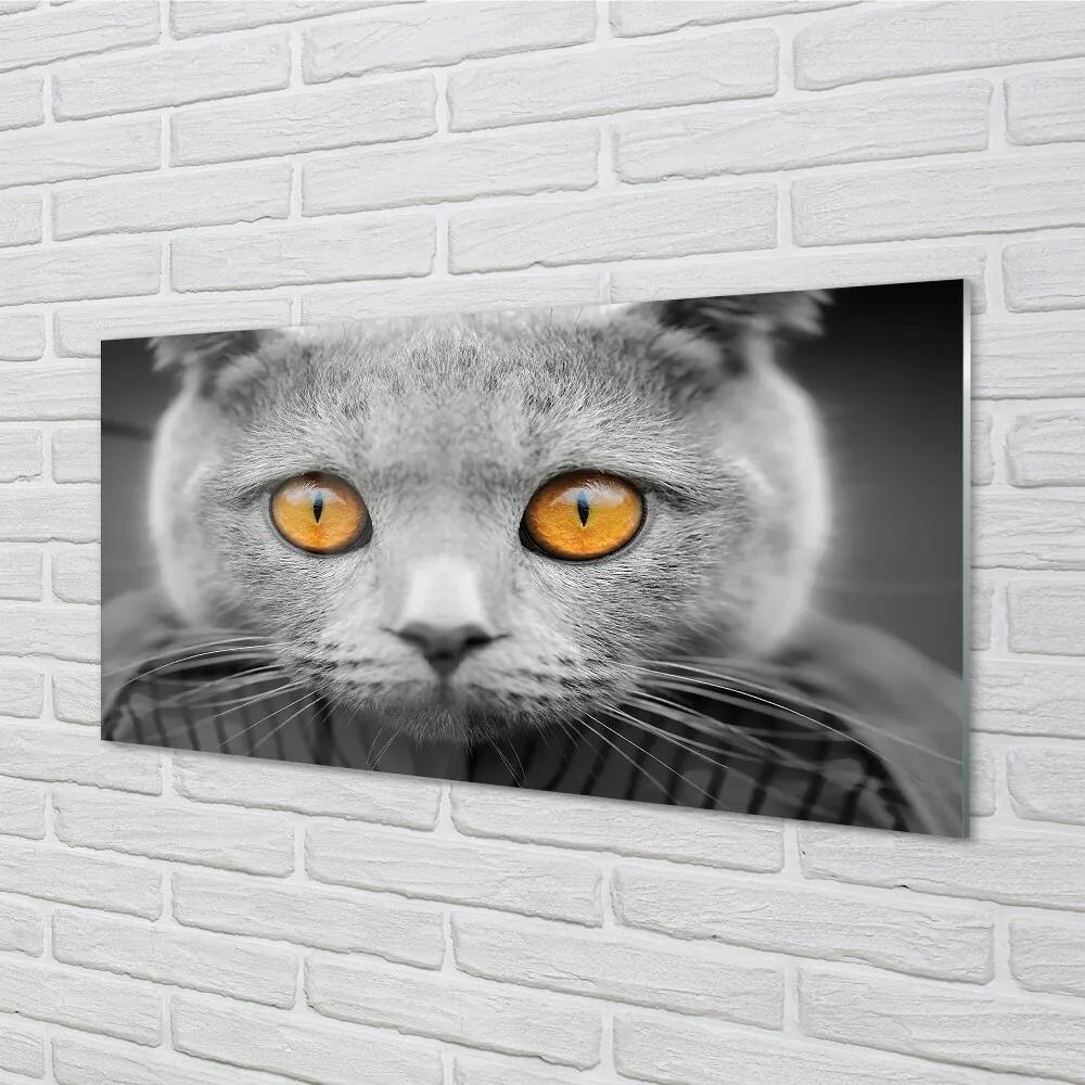 Sklenený obraz Sivá Britská mačka 140x70 cm