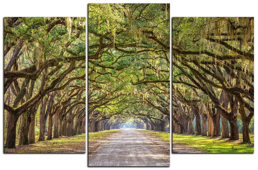 Obraz na plátne - Historické dubové stromy lemované poľnou cestou 1239C (135x90 cm)