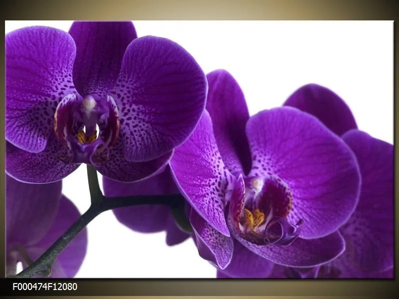Obraz na plátne Fialové orchidey, Obdĺžnik 120x80cm 87,92 €
