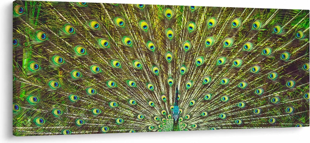 Obraz - Páv (120x50 cm)