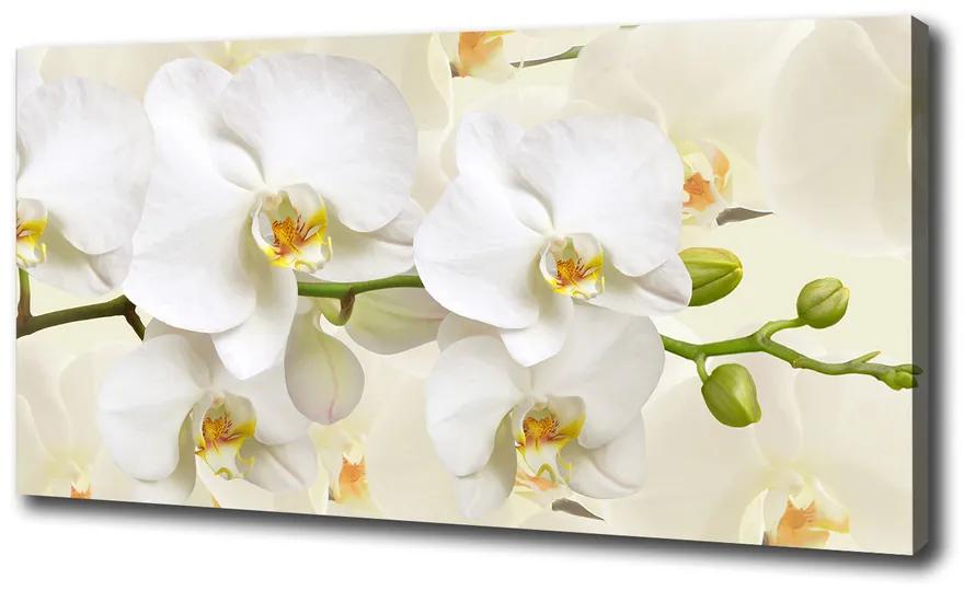 Foto obraz na plátne Orchidea pl-oc-100x50-f-123330197