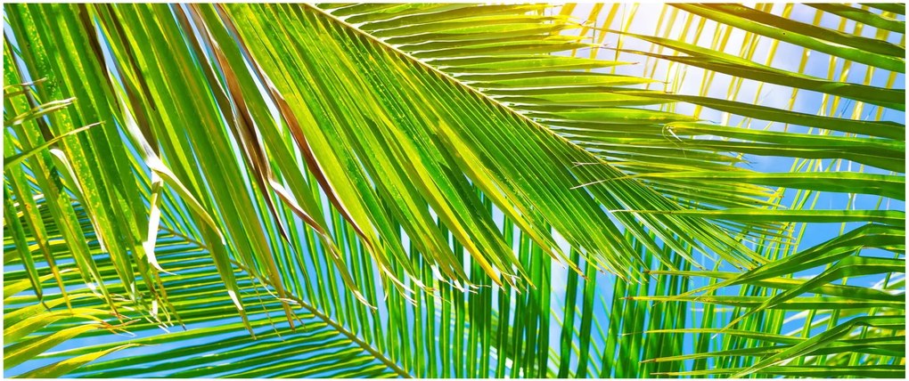 Obraz - Palmové listy (120x50 cm)