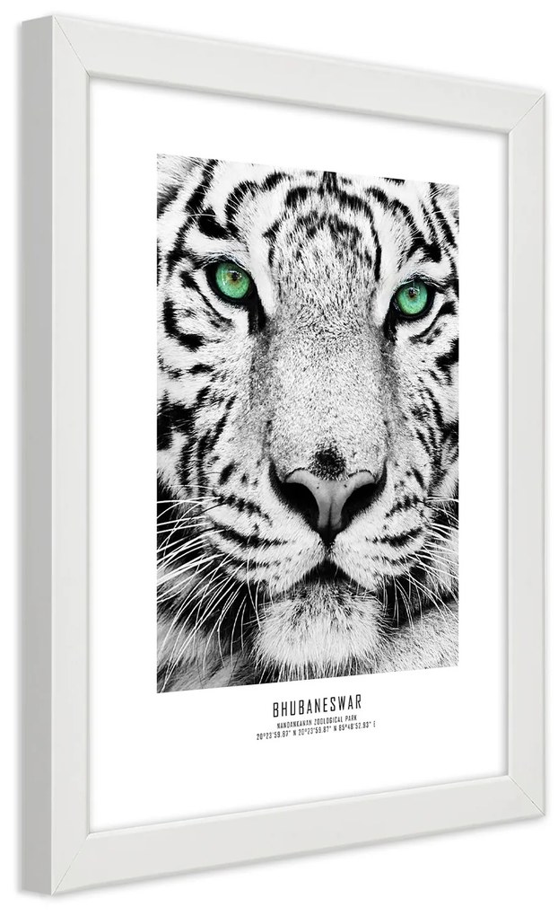 Gario Plagát Biely tiger Farba rámu: Bez rámu, Rozmery: 20 x 30 cm