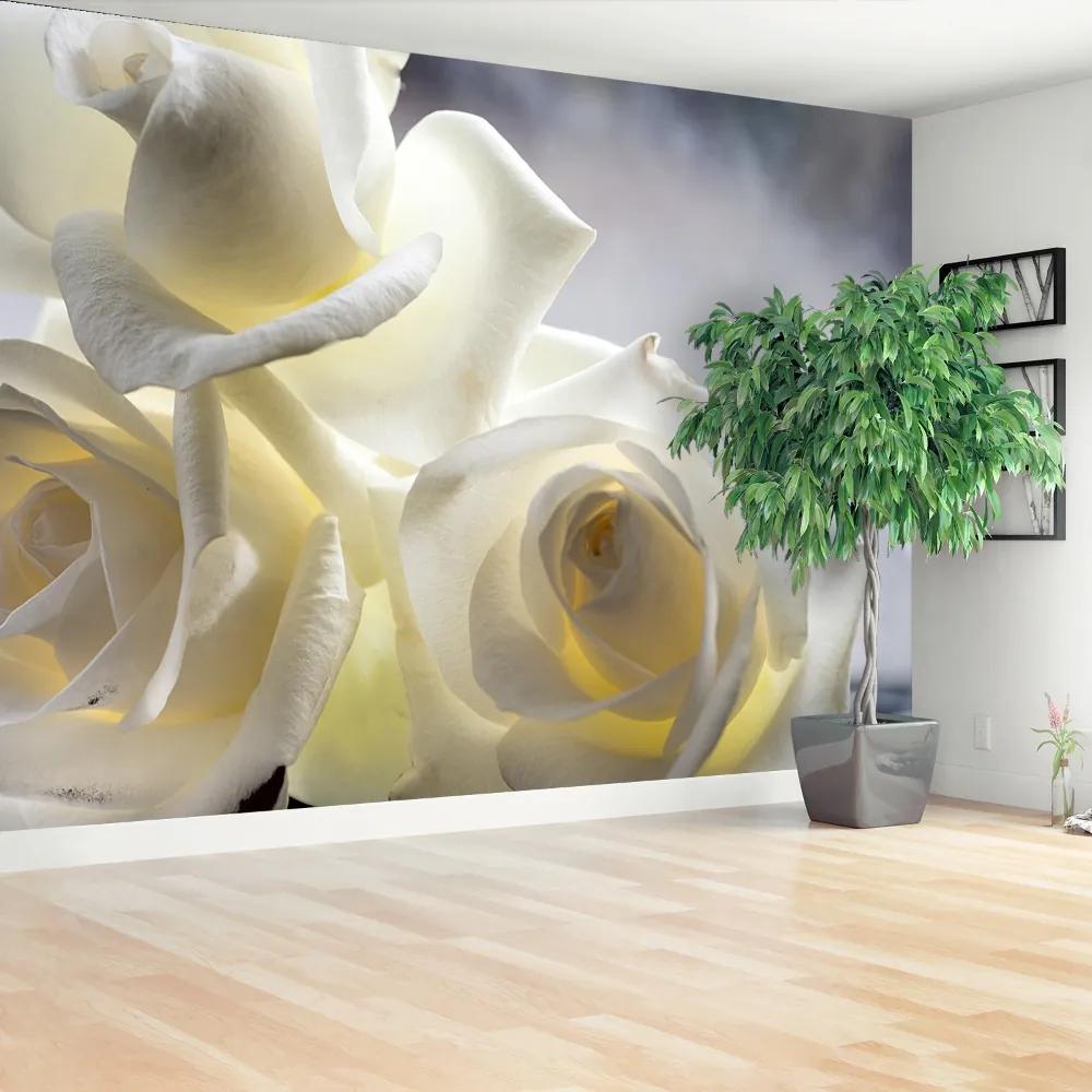 Fototapeta Vliesová Biele ruže 250x104 cm