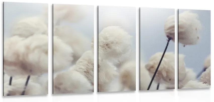5-dielny obraz arktické kvety bavlny Varianta: 200x100