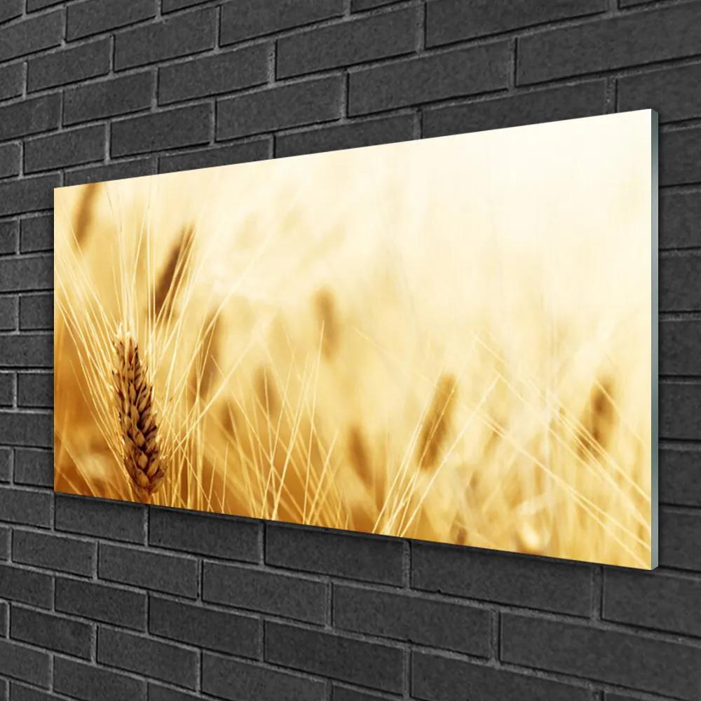 Skleneny obraz Pšenica rastlina príroda 125x50 cm