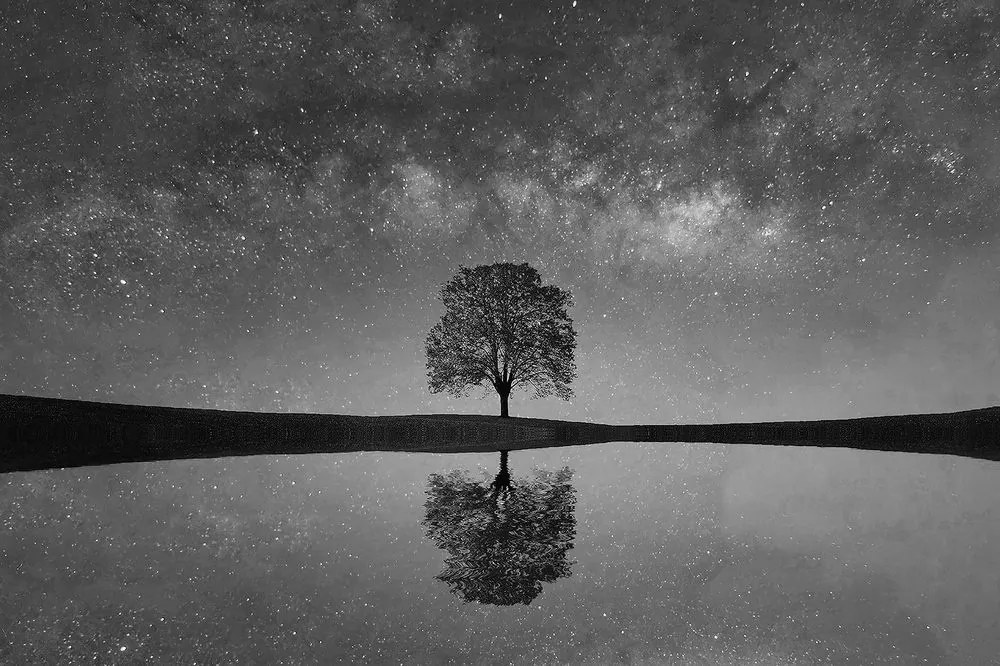 Samolepiaca fototapeta čiernobiela hviezdna obloha nad osamelým stromom - 375x250
