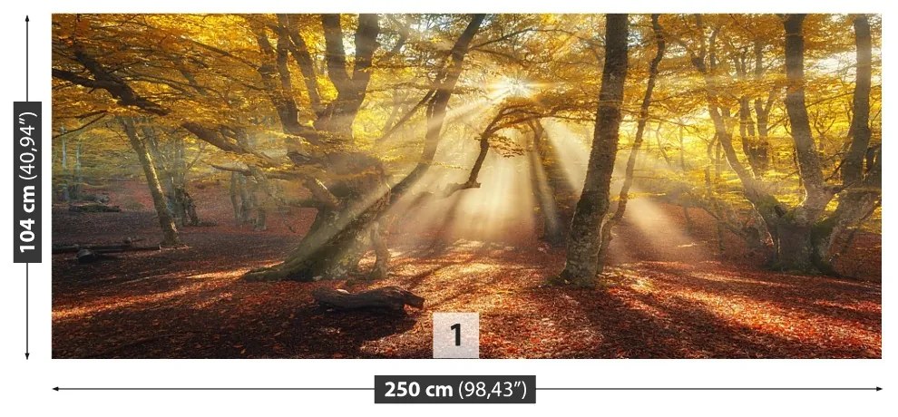 Fototapeta Vliesová Kúzelný les 152x104 cm