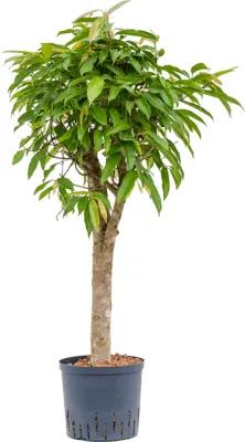 Fikus - Ficus binnendijkii "Amstel King" Stem 22/19 výška 105 cm