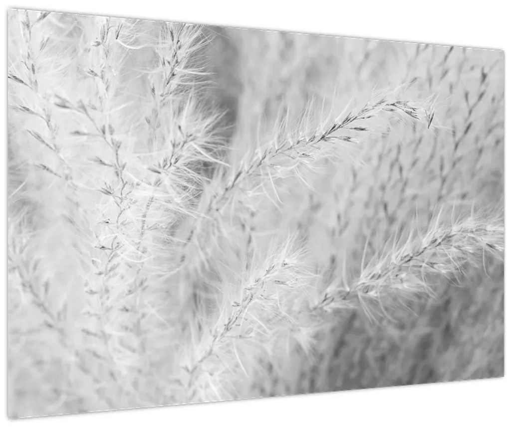 Obraz - Pampas grass N⁰1 (90x60 cm)