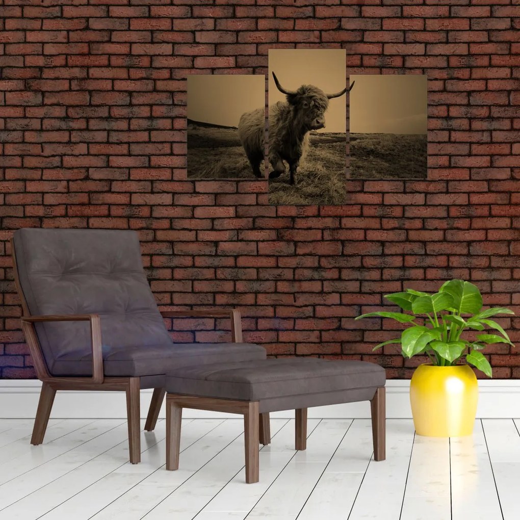 Obraz - Škótska krava v behu (90x60 cm)