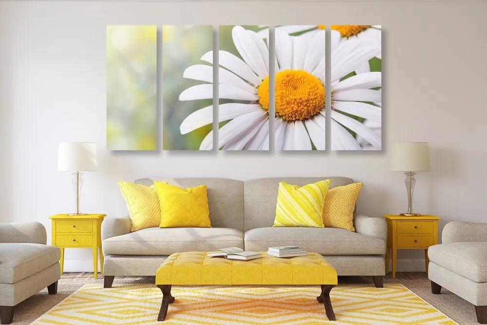 5-dielny obraz kvety margarétky - 200x100