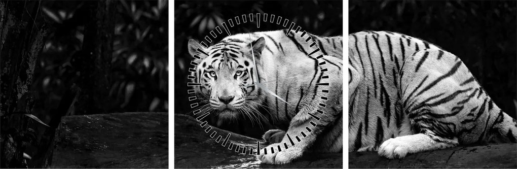 Obraz - Tiger albín, čiernobiely (s hodinami) (90x30 cm)