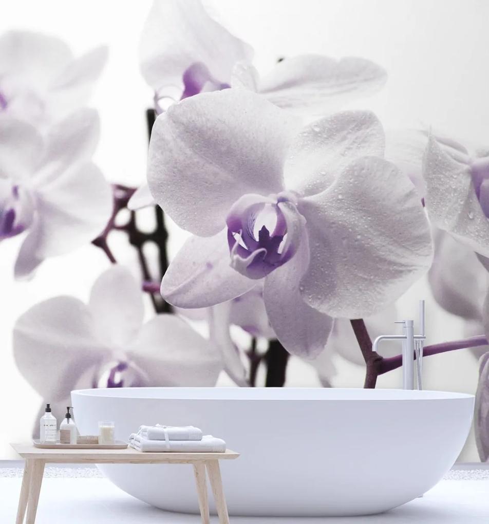 Fototapeta, Fialové okvětní lístky orchidejí - 250x250 cm