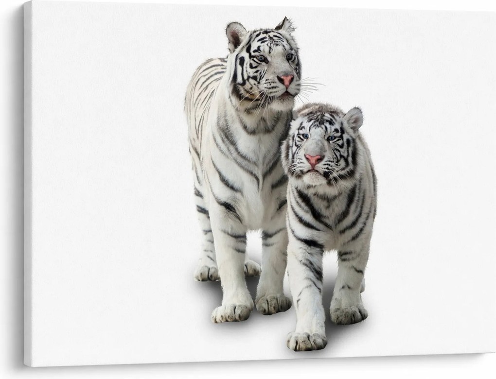 Obraz - Biely tiger (70x50 cm)