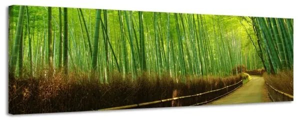 Obraz na plátne Panoráma, Bambus, 36x118cm