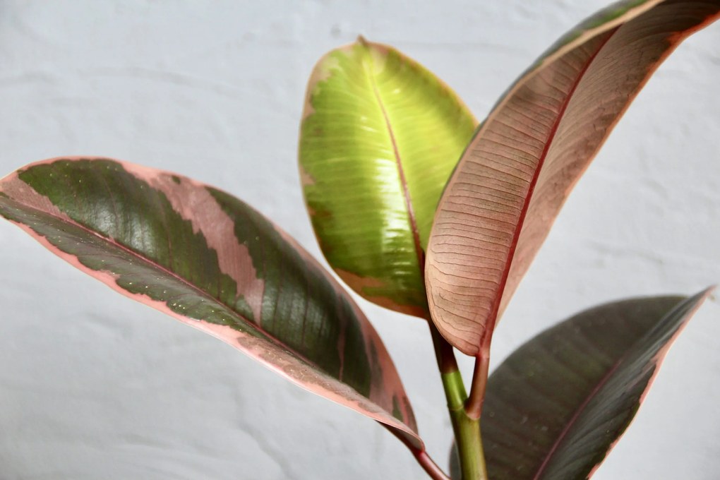 Ficus Elastica Belize