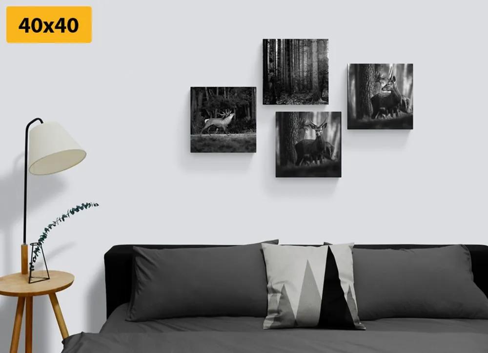 Set obrazov lesné zvieratá v čiernobielom prevedení Varianta: 4x 40x40