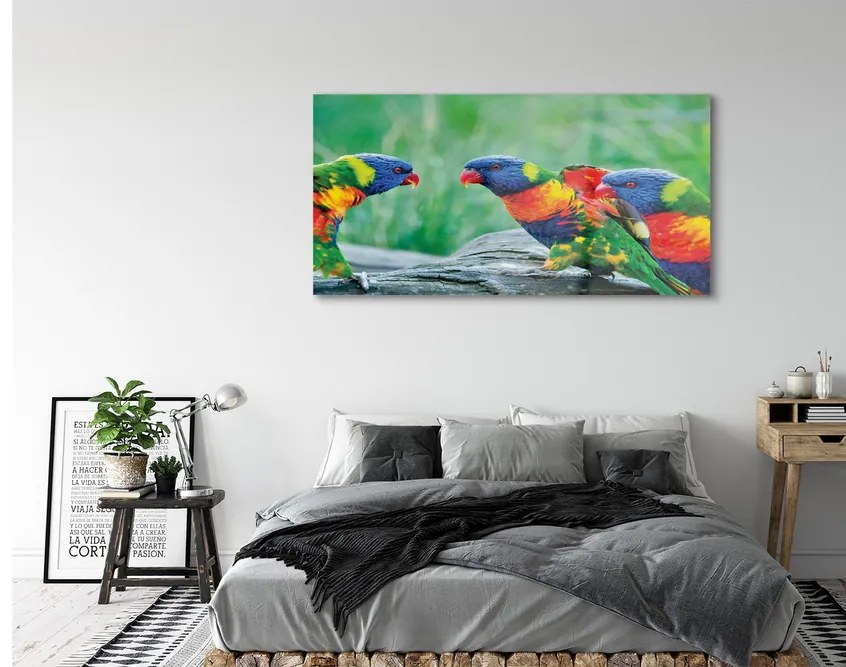 Obraz na akrylátovom skle Farebný papagáj stromu 140x70 cm