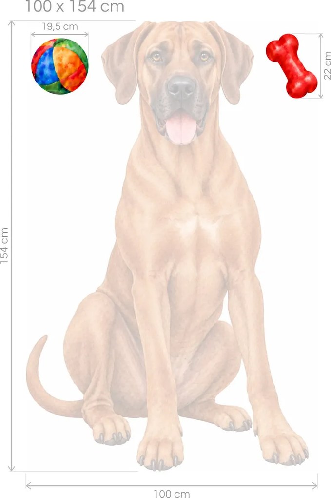 Rhodézsky ridgeback s loptičkou a kosťou realistické textilné nálepky na stenu pre milovníkov ridgebackov arch 30 x 46 cm