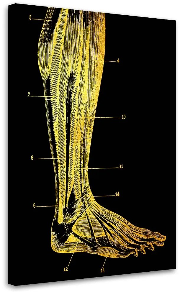 Gario Obraz na plátne Zlatá anatómia, noha - Gab Fernando Rozmery: 40 x 60 cm