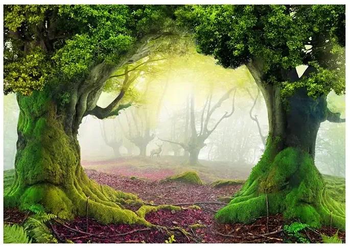 Samolepiaca fototapeta - Enchanted forest Veľkosť: 147x105, Verzia: Samolepiaca