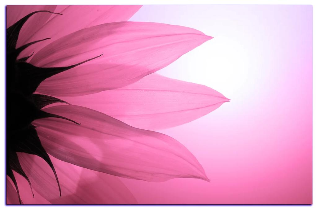 Obraz na plátne - Slnečnica kvet 1201VA (60x40 cm)
