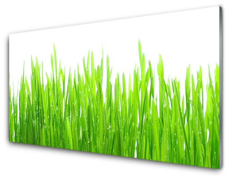 Skleneny obraz Tráva rastlina príroda 100x50cm