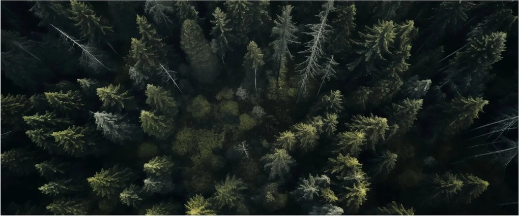 Obraz - Les (120x50 cm)