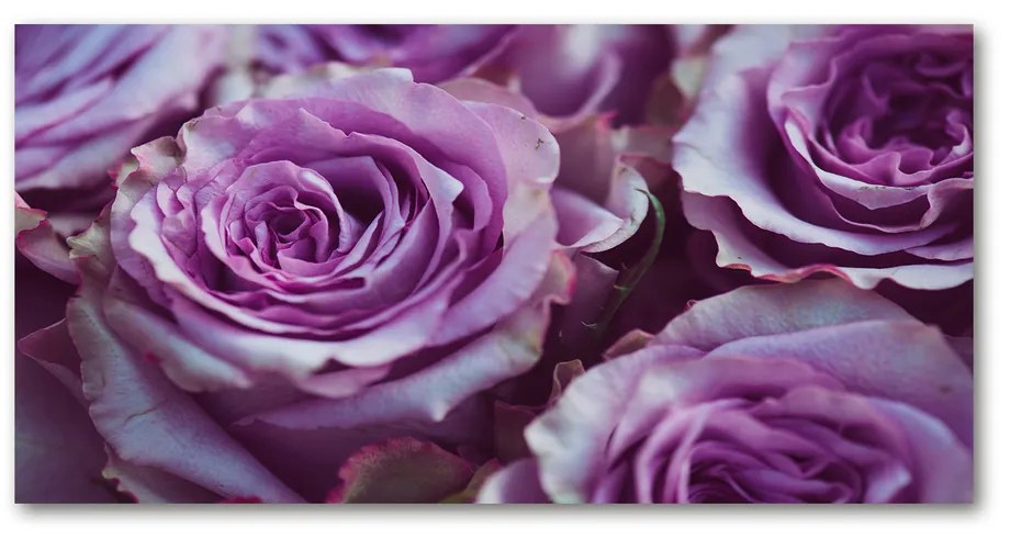 Foto obraz akrylový do obývačky Fialové ruže pl-oa-140x70-f-106010688