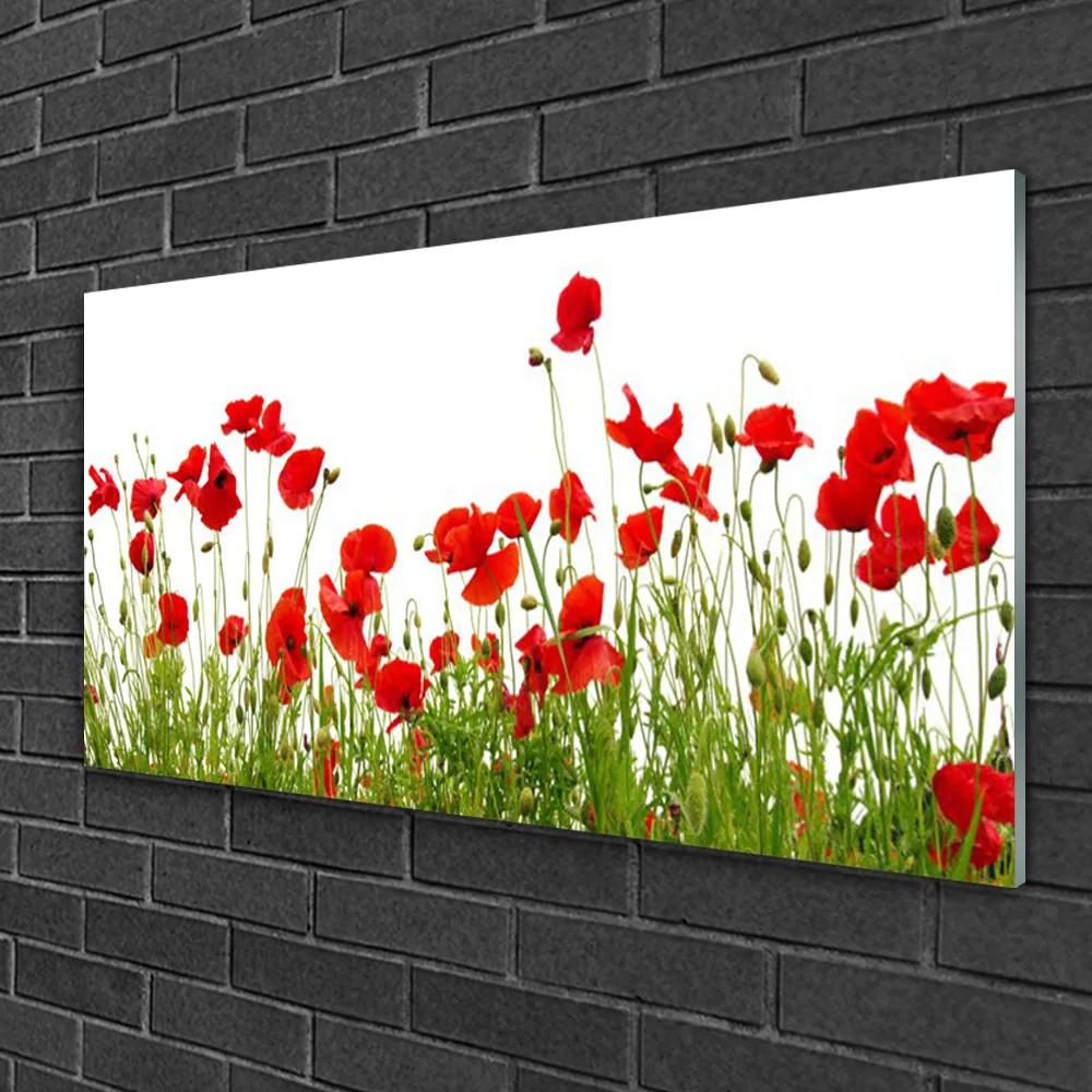 Skleneny obraz Lúka maky kvety príroda 120x60 cm